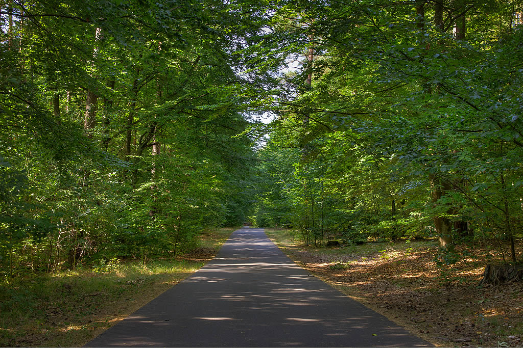 Asphaltierte Strecke durch den Wald (Foto: templiner.de)