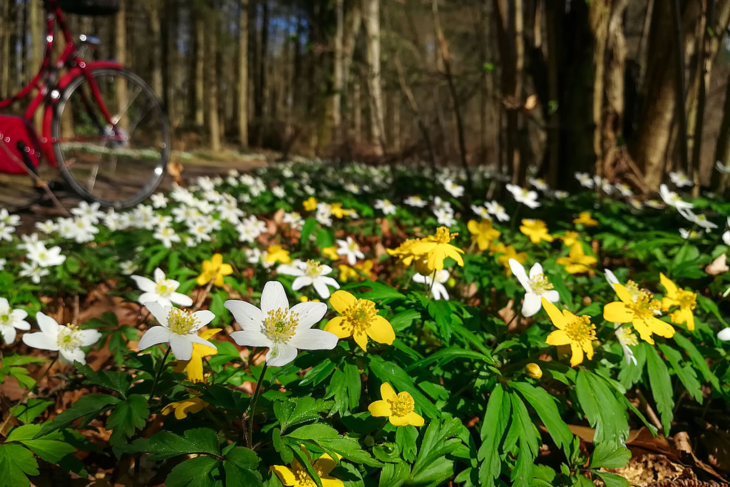 Anemonen in der Buchheide (Foto: templiner.de)