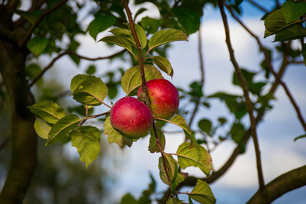 Apfelbaum der Sortenschau an der Templiner Kurmeile (Foto: Templiner.de) Apfelbaum der Sortenschau an der Templiner Kurmeile (Foto: Templiner.de)