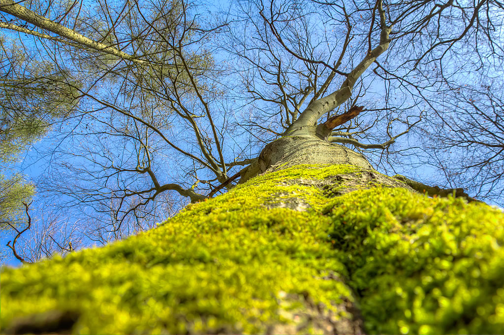 Bäume sind geduldige Zeitzeugen (Foto: templiner.de)