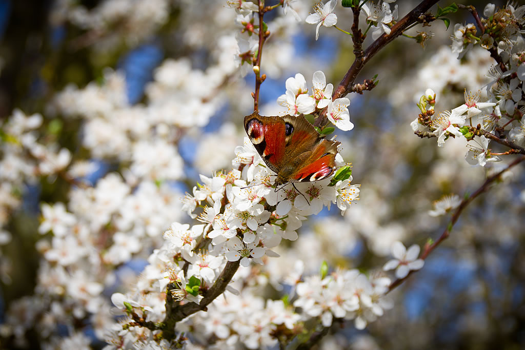 Wunderschöne Baumblüte mit Tagpfauenauge (Foto: Templiner.de)