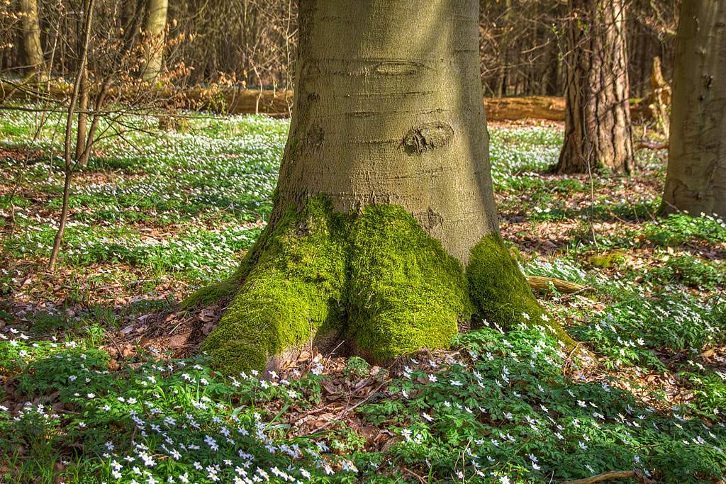 Baum mit Moosbewuchs (Foto: templiner.de) Baum mit Moosbewuchs (Foto: templiner.de)