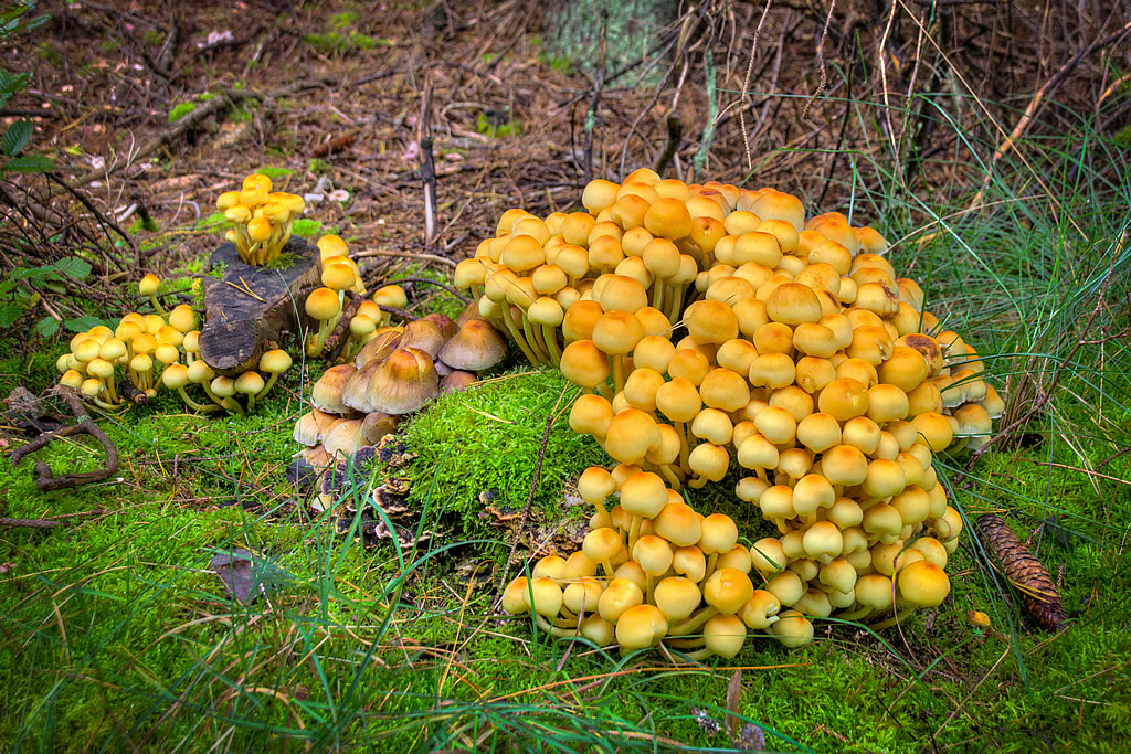 Pilze in Templiner Wald (Foto: templiner.de)