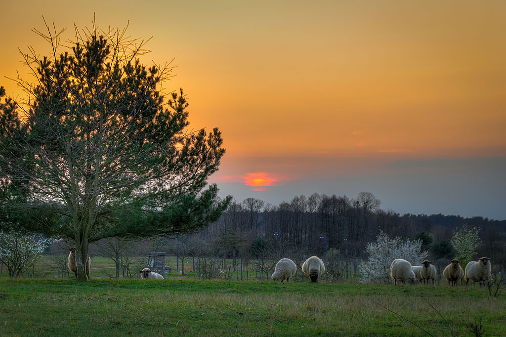 Schafe vor dem Sonnenuntergang an der Kurmeile Schafe vor dem Sonnenuntergang an der Kurmeile