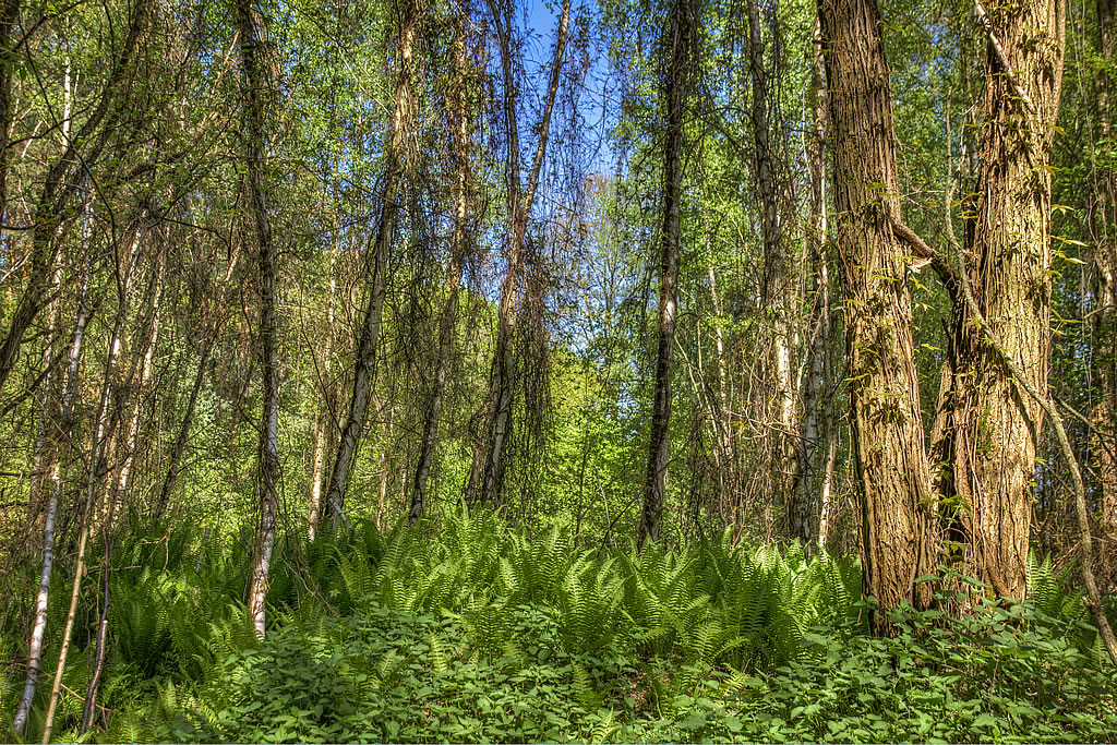 Urwald-ähnliche Zustände in der Buchheide (Foto: templiner.de)